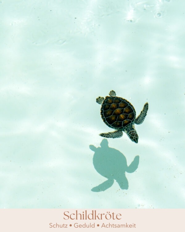 Die Schildkröte hat in verschiedenen Kulturen und spirituellen Traditionen eine tiefe symbolische Bedeutung. Hier sind einige der zentralen Aspekte, die mit der Schildkröte verbunden sind: Symbolik der Schildkröte: Langlebigkeit und Ausdauer: Die Schildkröte wird oft als Symbol für Langlebigkeit und Ausdauer angesehen. Ihre lange Lebensspanne und ihre Fähigkeit, sich langsam und stetig fortzubewegen, machen sie zu einem Sinnbild für Geduld und Beständigkeit. Schutz und Sicherheit: Mit ihrem harten Panzer symbolisiert die Schildkröte Schutz und Sicherheit. Sie erinnert daran, dass es wichtig ist, sich selbst zu schützen und Rückzugsorte zu haben, in denen man sich sicher fühlen kann. Weisheit und Wissen: In vielen Kulturen wird die Schildkröte als weises Wesen betrachtet. Sie verkörpert altes Wissen und tiefe Einsicht, oft aufgrund ihrer langen Lebensdauer und ihrer behäbigen, überlegten Bewegungen. Erde und Verbindung zur Natur: Die Schildkröte hat eine starke Verbindung zur Erde und wird oft als Symbol für Erdverbundenheit und Natur betrachtet. Sie repräsentiert Stabilität, Bodenständigkeit und eine tiefe Verbindung zu den natürlichen Rhythmen des Lebens. Schöpfung und Kosmos: In einigen Schöpfungsmythen trägt die Schildkröte die Welt auf ihrem Rücken, was sie zu einem Symbol für die Schöpfung und das Universum macht. Sie steht für die Verbindung zwischen dem irdischen und dem kosmischen Wissen. Geduld und Gelassenheit: Die langsame und bedächtige Bewegung der Schildkröte lehrt die Bedeutung von Geduld und Gelassenheit. Sie ermutigt dazu, das Leben in einem ruhigen und ausgeglichenen Tempo anzugehen und sich nicht von der Hektik der Welt überwältigen zu lassen.